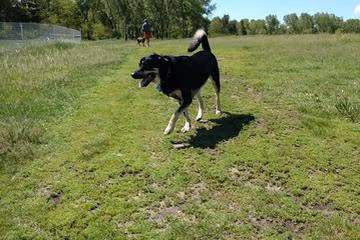 Point Dog Park photo 1